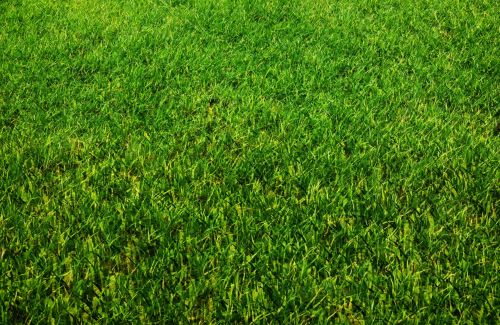 Grass Background