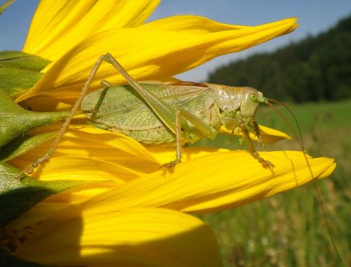 grass hopper sun flower summer