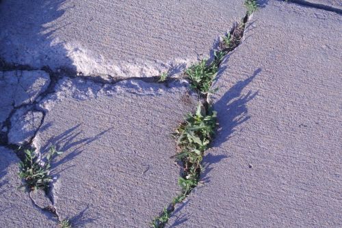 Grass In Concrete Crack