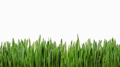 Grass Isolated