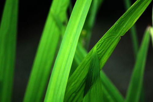 Grass Leaves