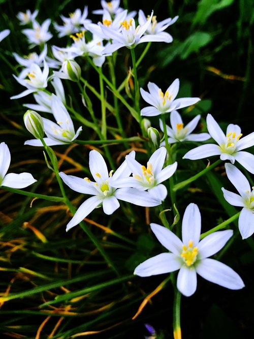 grass lilies  white  nature