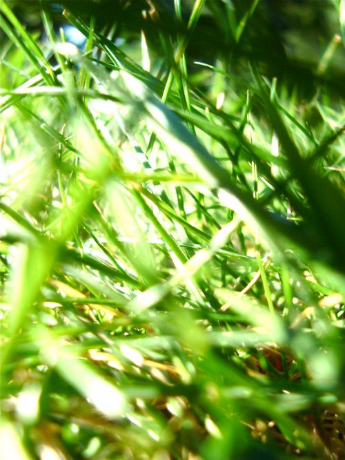 Grass Macro