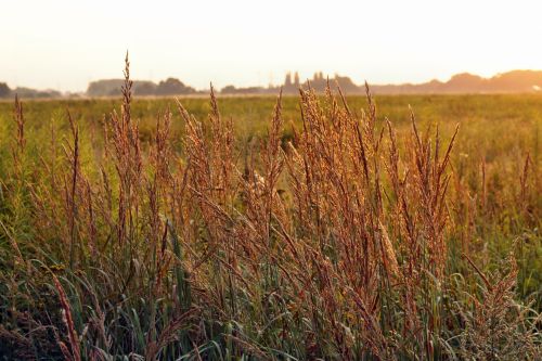 Grass Nature Landscape