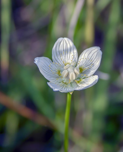 grass of parnassus  wildflower  flower