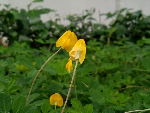 grass peanut yellow flowers green leaf