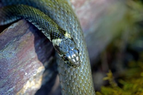 grass snake snakes