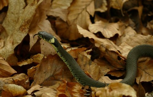 grass snake hose natrix natrix