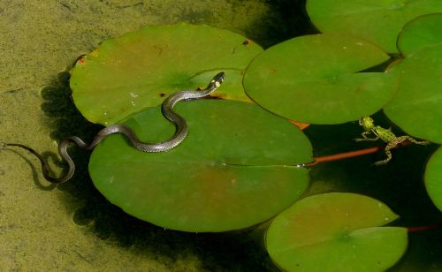 grass snake hunting frogs