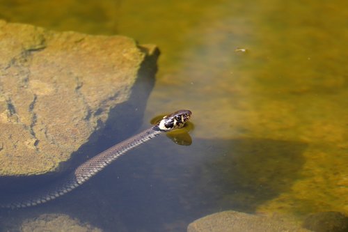 grass snake  waters  nature
