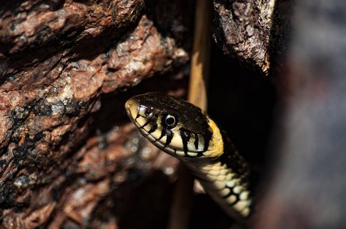 grass snake  snake  animal