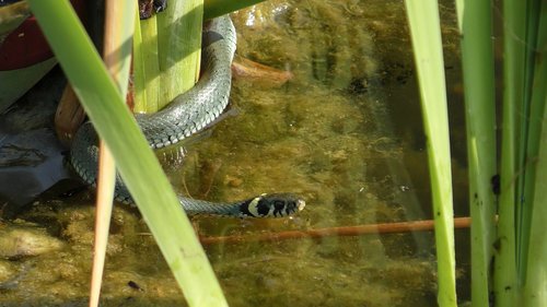 grass snake  snake  natter