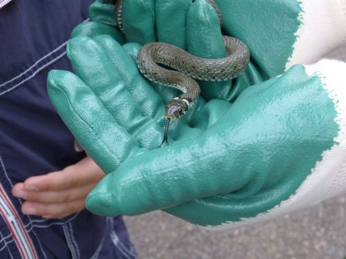 grass snake gloves keep