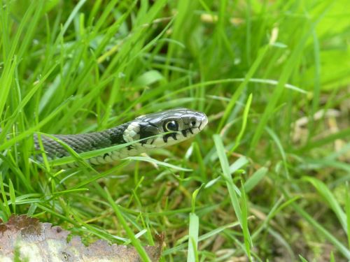 grass snake snake reptile