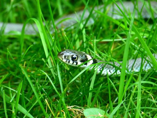 grass snake snake head game