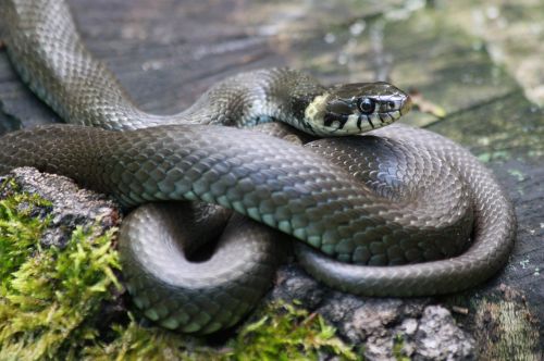 grass snake viper animal