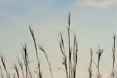 Grass Strands Against The Sky