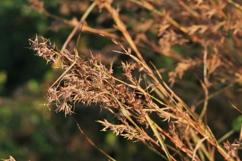 Grass Tufts In The Light