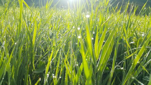 grass water drops grass vegetation growth