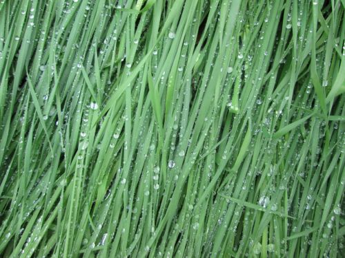 Grass With Droplets 2