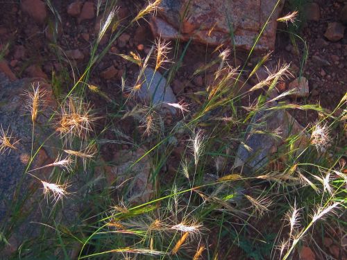 Grass With Fluffy Plumes
