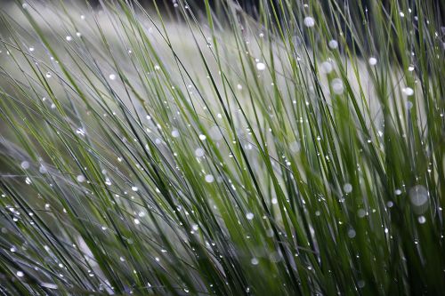 grasses dewdrop nature