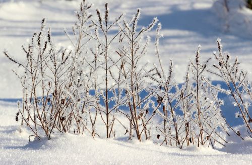 grasses frozen winter