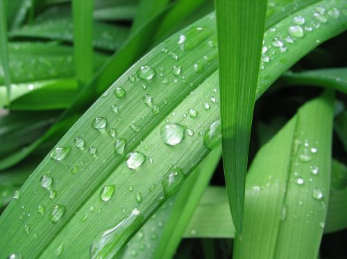 grasses drop of water dewdrop