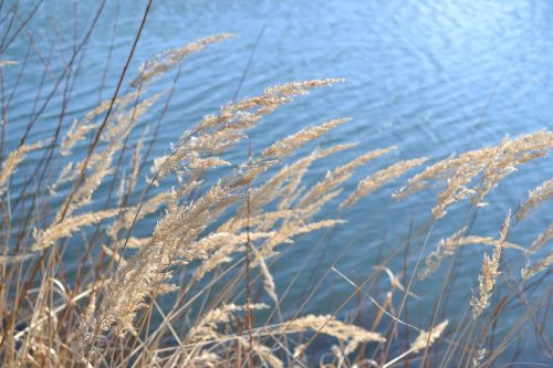 grasses lake reed