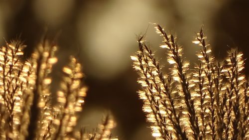 grasses autumn golden