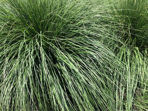 grasses meadow grass