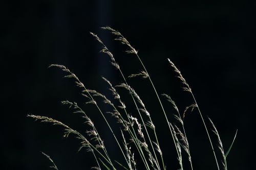 grasses seeds nature