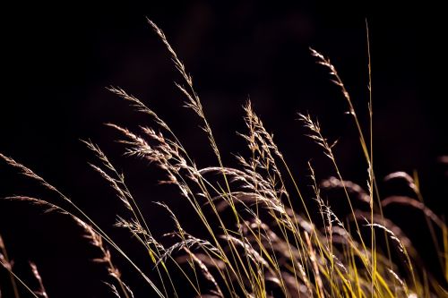 grasses seeds nature