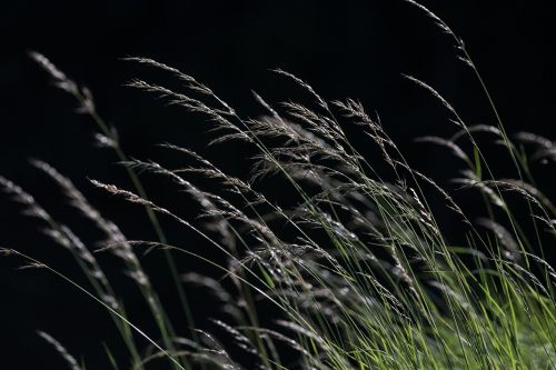 grasses grass meadow