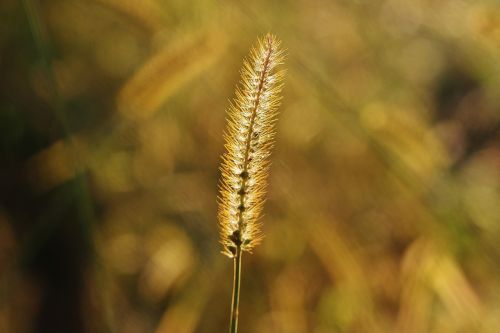 grasses nature plant