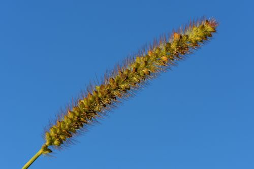 grasses nature plant