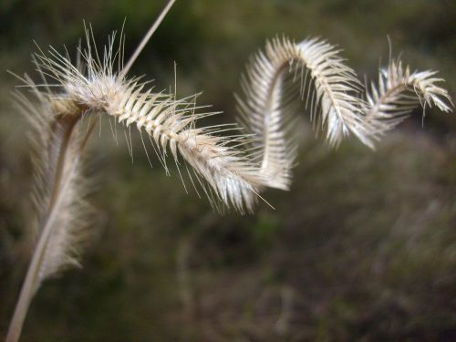 grasses dried curled