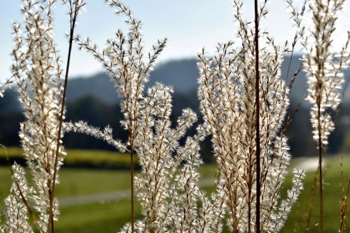 grasses grass nature