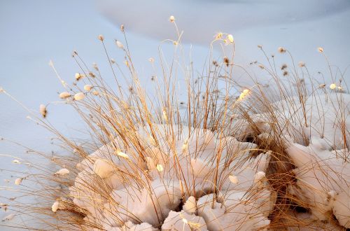 grasses nature winter