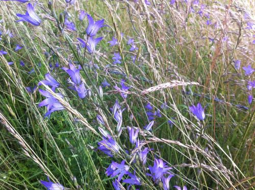 grasses grass nature