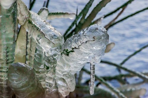 grasses frozen grasses flutter-bulrush