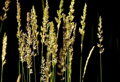 grasses summer nature