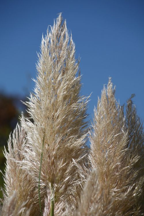 grasses autumn halme