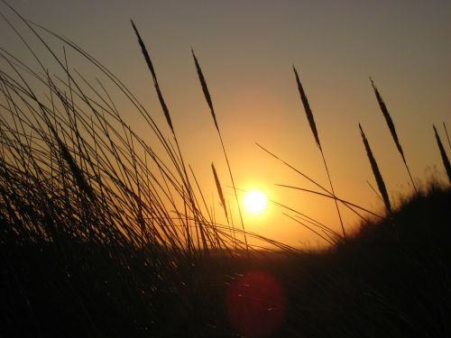 grasses back light sunset