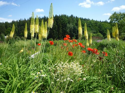 grasses poppy flowers