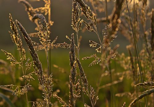 grasses cornfield cereals