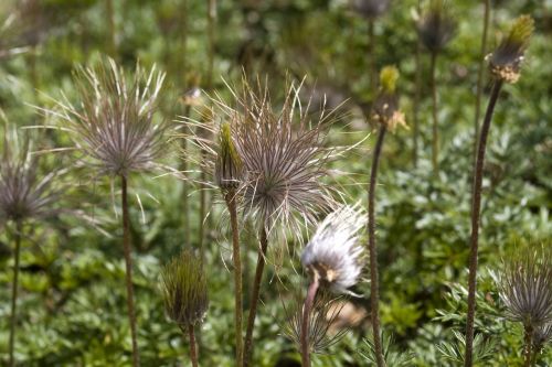 grasses mountain flowers garden