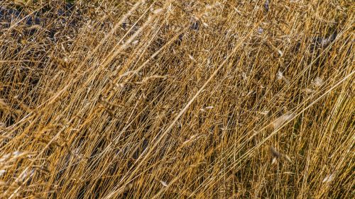 grasses macro close up view