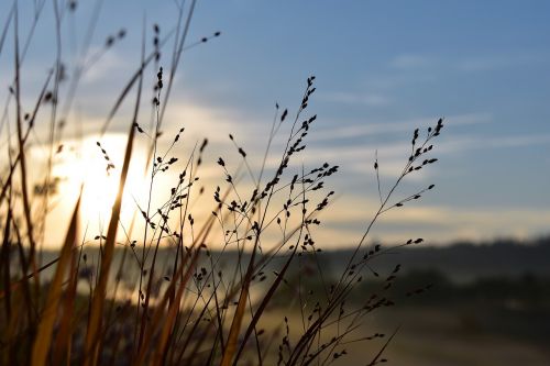 grasses nature back light