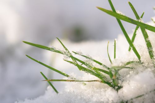 grasses snow winterimpression